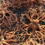 Detecten l’augment “inusual” d’una mena d’estrella de mar al cap de Creus que causa “estralls” al sector pesquer Sector pesquer