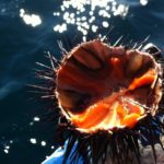 El Parlament limita la pesca recreativa de garoines a la meitat per protegir l’espècie i evitar conflictes