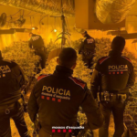 Desmantellen un cultiu de 852 plantes de marihuana a l’interior d’una casa ocupada de Calonge Mossos d'Esquadra Calonge