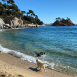 Calonge i Platja d’Aro es queden sense platja per a gossos a la cala Belladona Cala Belladona per gossos Platja d'Aro i Sant Antoni