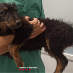 Detenen un jove per maltractar un gos llençant-lo des d’un quart pis a Sant Feliu de Guíxols L'animal que el detingut va llençar des d'un quart pis - Cedida pels Mossos