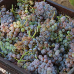 Un “respir” per les vinyes empordaneses davant la sequera a Catalunya