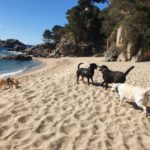 privat:-s’estrena-la-primera-platja-per-a-gossos