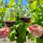 Dos cellers del Baix Empordà acullen activitats ecoturístiques l’11 de juny celler Baix Empordà
