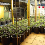 Detinguts a Torroella de Montgrí i Platja d’Aro vuit membres d’una banda dedicada al cultiu i tràfic de marihuana Algunes de les 3.000 plantes de marihuana intervingudes pels Mossos d'Esquadra a Torroella de Montgrí i a Castell-Platja d'Aro - Imatge dels Mossos