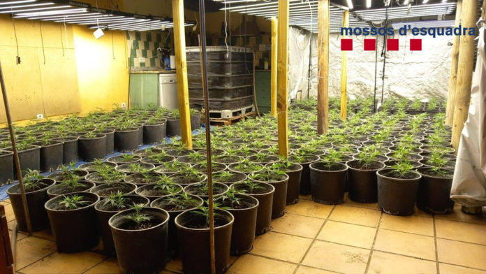 Algunes de les 3.000 plantes de marihuana intervingudes pels Mossos d'Esquadra a Torroella de Montgrí i a Castell-Platja d'Aro - Imatge dels Mossos