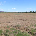 Ordenances, moratòries de piscines i més conscienciació: la sequera entra en campanya Un camp de Pals sec per la falta d'aigua Data de publicació: dimecres 17 de maig del 2023, 07:00 Localització: Castelló d'Empúries / Pals Autor: Aleix Freixas