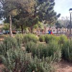 varwwwvhostsradiocapital.cathttpdocswp-contentuploads202305localimagesSequera-plantes-1.jpg