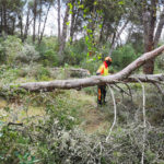 L’Ajuntament de Palamós fa aplicar mesures de prevenció d’incendis als propietaris d’espais forestals urbans Palamós prevenció incendis