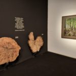 El Museu del Suro acull la mostra de fotografies “Bells boscos vells” privat:-el-museu-del-suro-acull-la-mostra-“bells-boscos-vells”