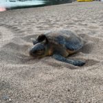 privat:-una-tortuga-careta-nidifica-a-la-platja-de-sa-riera