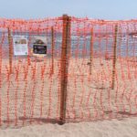 privat:-l’ajuntament-desplegara-a-sa-riera-un-pla-especial-per-a-vetllar-pel-benestar-de-la-tortuga-careta-i-el-seu-niu-durant-la-revetlla