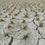 Pals cancel·la la XXV Plantada tradicional de l’arròs en suport i solidaritat amb els pagesos camp d'arròs pals sequera