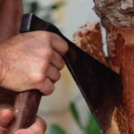 Tornen les matinals sureres “De l’arbre al tap, del tap a taula” organitzades pel Consorci de les Gavarres i el Museu del Suro de Catalunya