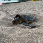 La tortuga careta nidifica per primer cop a Begur