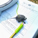 Èxit reproductiu del projecte de recuperació de la tortuga d’estany al Baix Ter tortuga d'estany Baix Ter