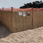 privat:-vols-collaborar-en-la-conservacio-de-la-tortuga-careta?