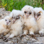 El Grup Natura Sterna instal·larà caixes niu per millorar l’estat de conservació de l’òliba a les Gavarres Natura Sterna