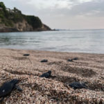 Neixen a Begur les primeres tortugues careta de la temporada Tortuga Careta Begur