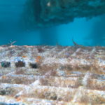 Més de 700 individus de fauna autòctona conviuen als hàbitats Biohut del Club Nàutic de Sant Feliu Biohut-02