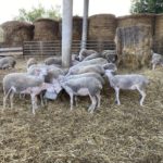 Retorn als orígens amb l’agricultura regenerativa i el ramat d’ovelles de Mas Casas Ovelles Mas Casas de Cruïlles