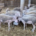 Així funcionarà el nou curs d’auxiliar de ramaderia impulsat per l’Institut La Bisbal i la Cooperativa de Ramaders del Baix Empordà