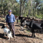 Els rucs que es guanyen les garrofes a les Gavarres Aleix Monguilot Rucs de les Gavarres