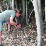 Palafrugell minimitza l’impacte de les espècies invasores Palafrugell treballs