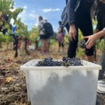 Els cellers de la Ruta del Vi DO Empordà programen activitats per viure la verema a la Costa Brava Verema al celler Empordàlia