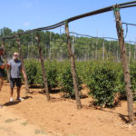 Els viveristes de Girona reclamen ajuts per poder reduir un 40% el consum d’aigua com se’ls exigeix per la sequera viveristes Girona sequera camps