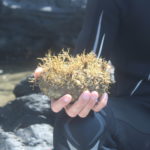 La restauració dels boscos marins, un projecte amb punt de partida al Cap de Creus Alga marina