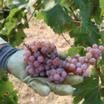 La DO Empordà preveu una verema amb menys producció però de millor qualitat per la sequera producció vi