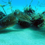 La Generalitat estableix mesures per a la pesca de la sèpia a les badies de Pals i Roses