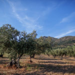 L’Empordà, una terra tocada per l’olivera i la vinya