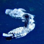 Multen a un bussejador per gravar una cria de tortuga marina a Begur