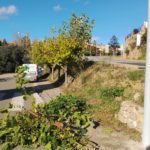 privat:-poda-de-l’arbrat-public-al-municipi