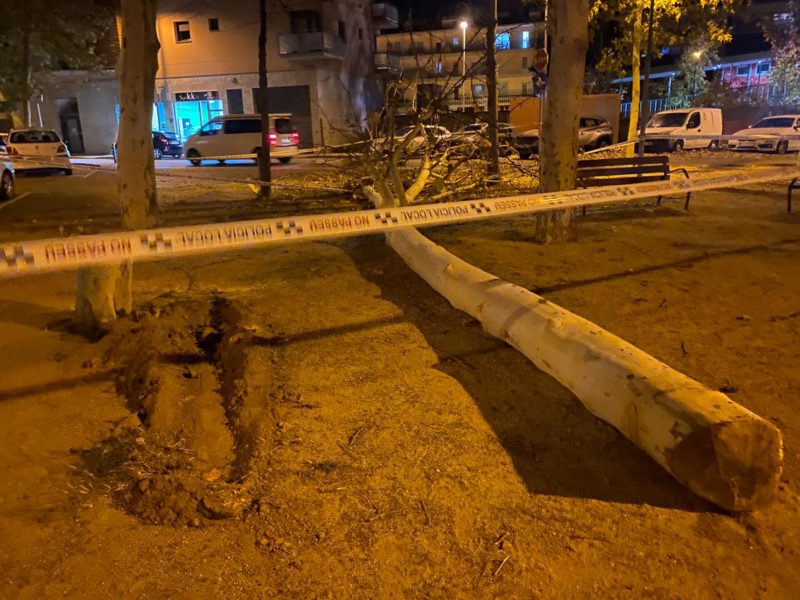 Arbre caigut a la Bisbal d’Empordà a la zona del cap. Carla Saló