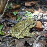 Es detecten 9 espècies d’amfibis als hàbitats protegits del Consorci del Ter