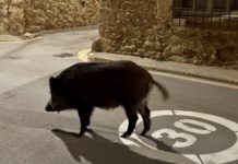 Així és (i impacta) la població de senglars a les Gavarres Porc senglar pals - senglars