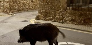 Així és (i impacta) la població de senglars a les Gavarres Porc senglar pals - senglars