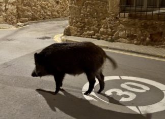 Així és (i impacta) la població de senglars a les Gavarres Porc senglar pals - senglars