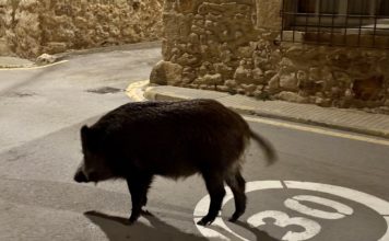 Així és (i impacta) la població de senglars a les Gavarres Porc senglar pals - senglars