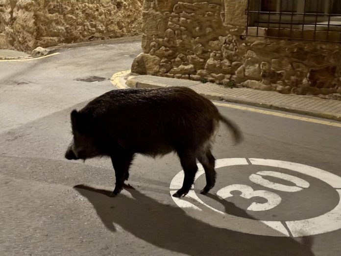 Porc senglar pals - senglars