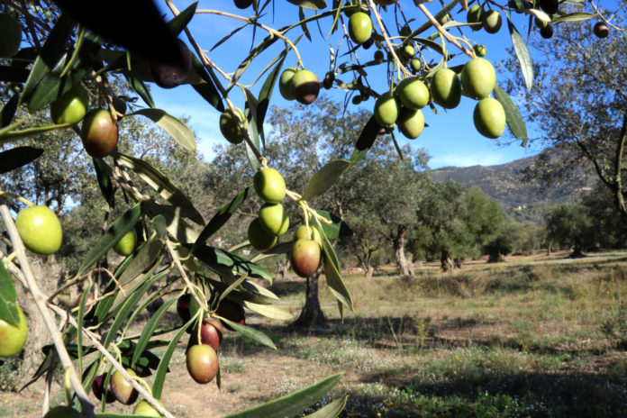Primer pla d'olives en un olivar Data de publicació: dimecres 15 de novembre del 2023, 07:00 Localització: Pau / Palau-saverdera Autor: Gemma Tubert Primer pla d'olives en un olivar Data de publicació: dimecres 15 de novembre del 2023, 07:00 Localització: Pau / Palau-saverdera Autor: Gemma Tubert