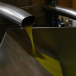 La DOP Empordà preveu la collita més “minsa” de les últimes dècades per la sequera però amb un oli de “molta qualitat” El procés d'elaboració de l'oli a Empordàlia Data de publicació: dimecres 15 de novembre del 2023, 07:00 Localització: Pau / Palau-saverdera Autor: Gemma Tubert