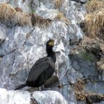 Tanquen el segon tram de la Via Ferrata del molí de Sant Feliu per protegir el corb marí emplomallat privat:-per-nidificacio-d’aus,-segon-tram-tallat-de-la-via-ferrata-fins-finals-de-maig