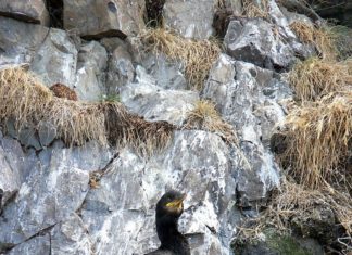 Tanquen el segon tram de la Via Ferrata del molí de Sant Feliu per protegir el corb marí emplomallat privat:-per-nidificacio-d’aus,-segon-tram-tallat-de-la-via-ferrata-fins-finals-de-maig