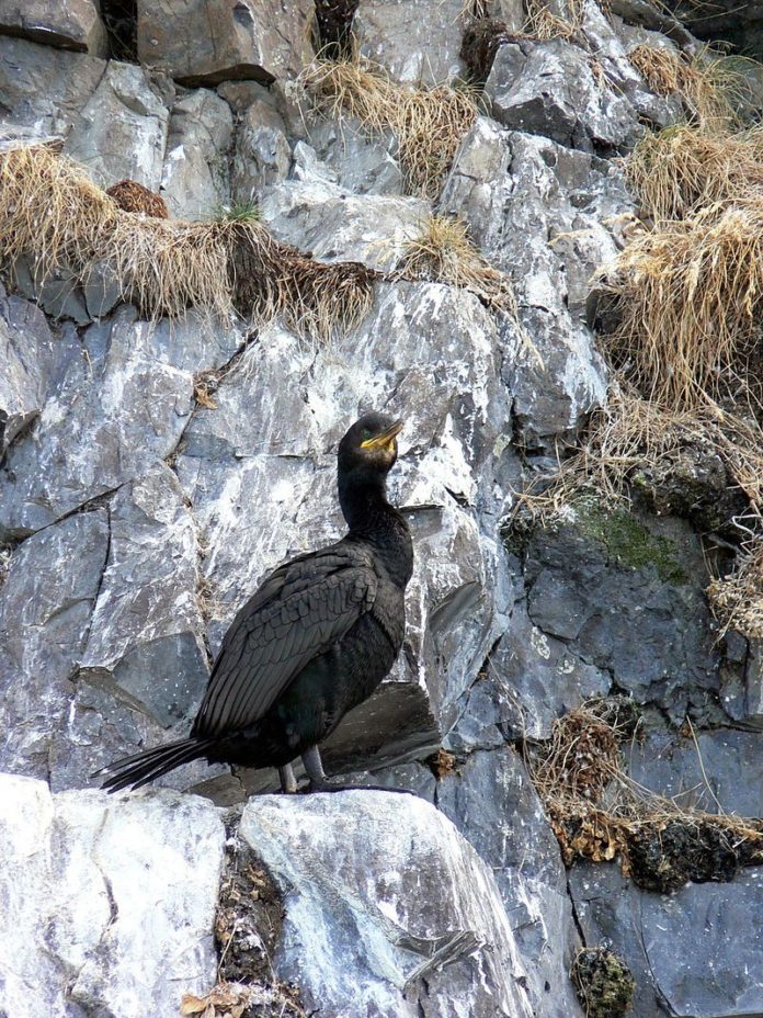 privat:-per-nidificacio-d’aus,-segon-tram-tallat-de-la-via-ferrata-fins-finals-de-maig