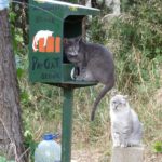 Troben raticida a l’entorn de les menjadores dels gats ferals a Begur privat:-alerta-a-begur:-s’ha-trobat-raticida-a-les-menjadores-dels-gats-de-carrer