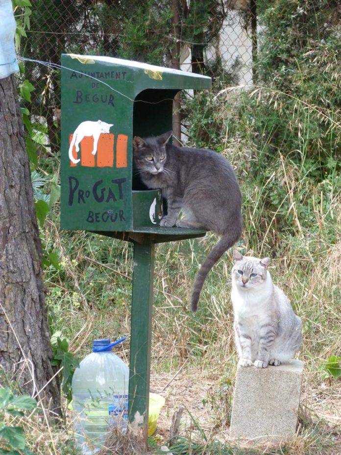 privat:-alerta-a-begur:-s’ha-trobat-raticida-a-les-menjadores-dels-gats-de-carrer